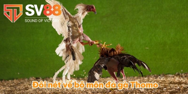 Đôi nét về bộ môn đá gà Thomo