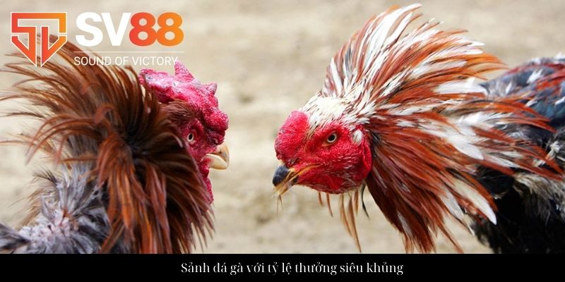 Sảnh đá gà với tỷ lệ thưởng siêu khủng