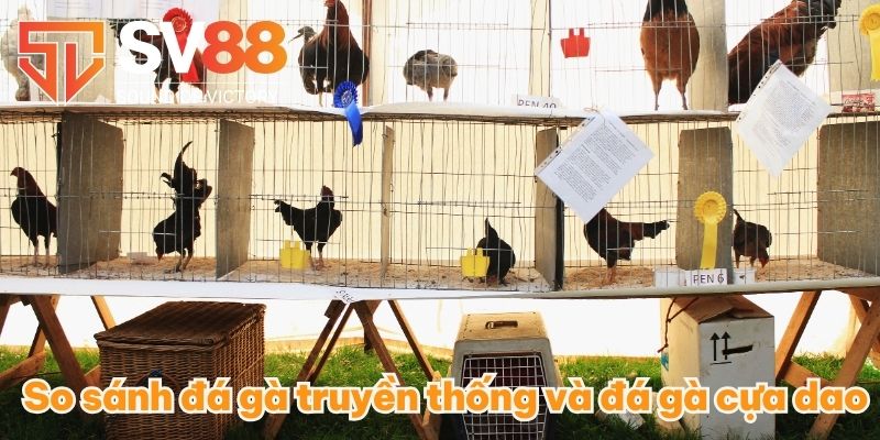 So sánh đá gà truyền thống và đá gà cựa dao